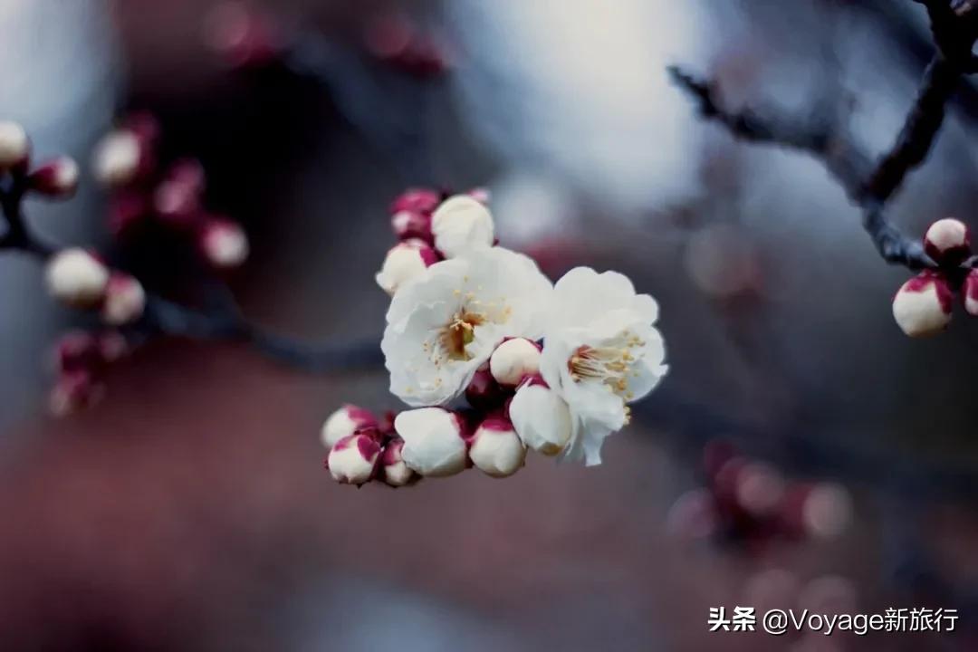 旅行民宿春天赏花,花海度假胜地