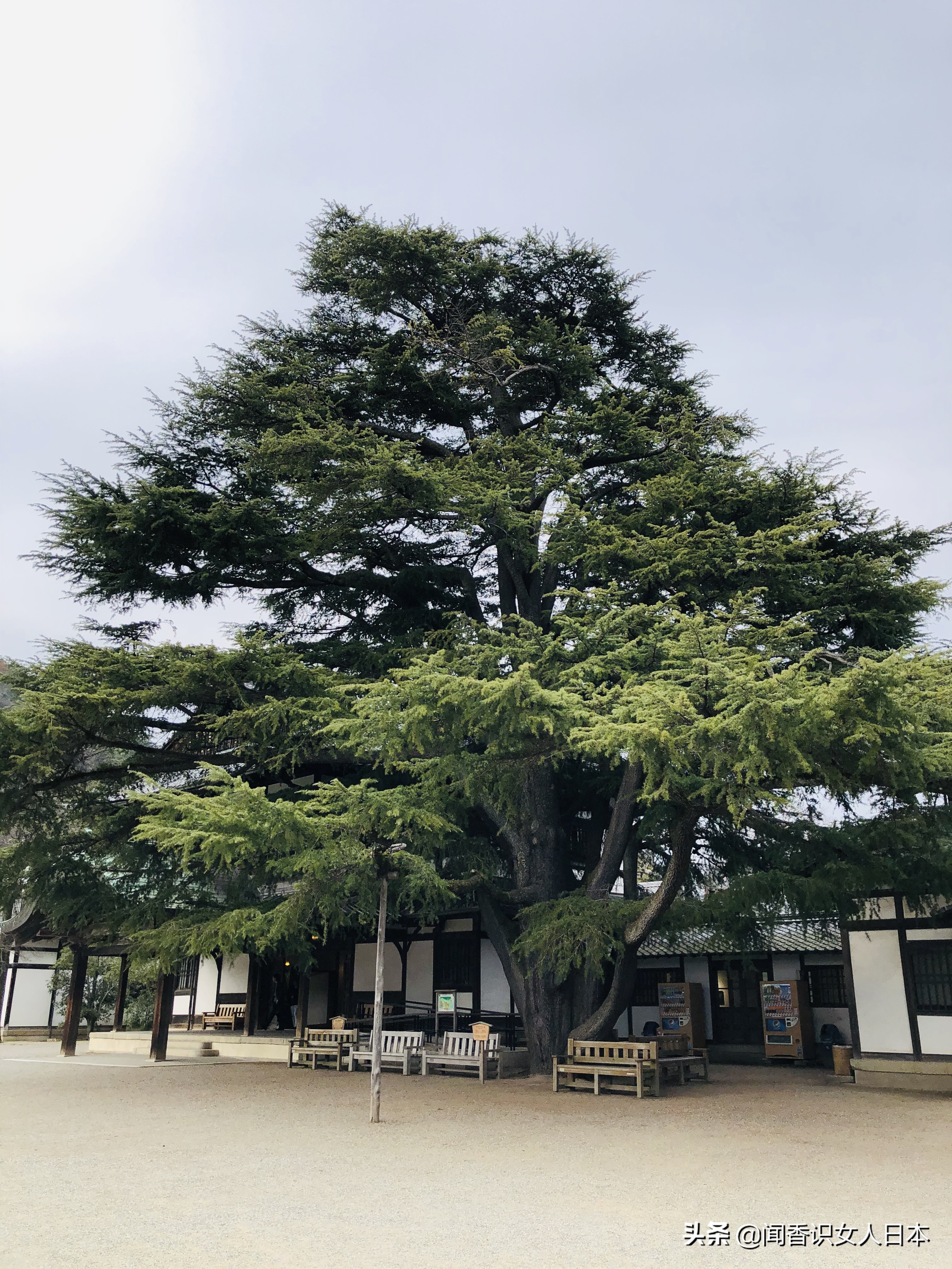 日本的米其林三星餐厅,日本米其林三星参观