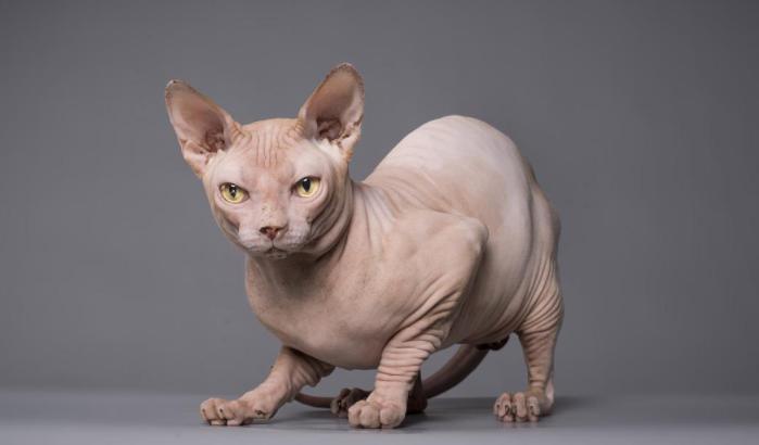 有哪些品种的猫咪性格特别黏人,猫界最粘人英短蓝白