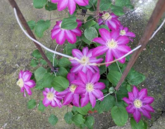 猪骨煮水能浇花吗,熬汤的大骨别扔