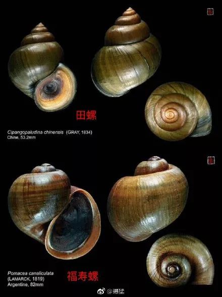 很多东西有寄生虫,这4种常见蔬果竟藏大量寄生虫