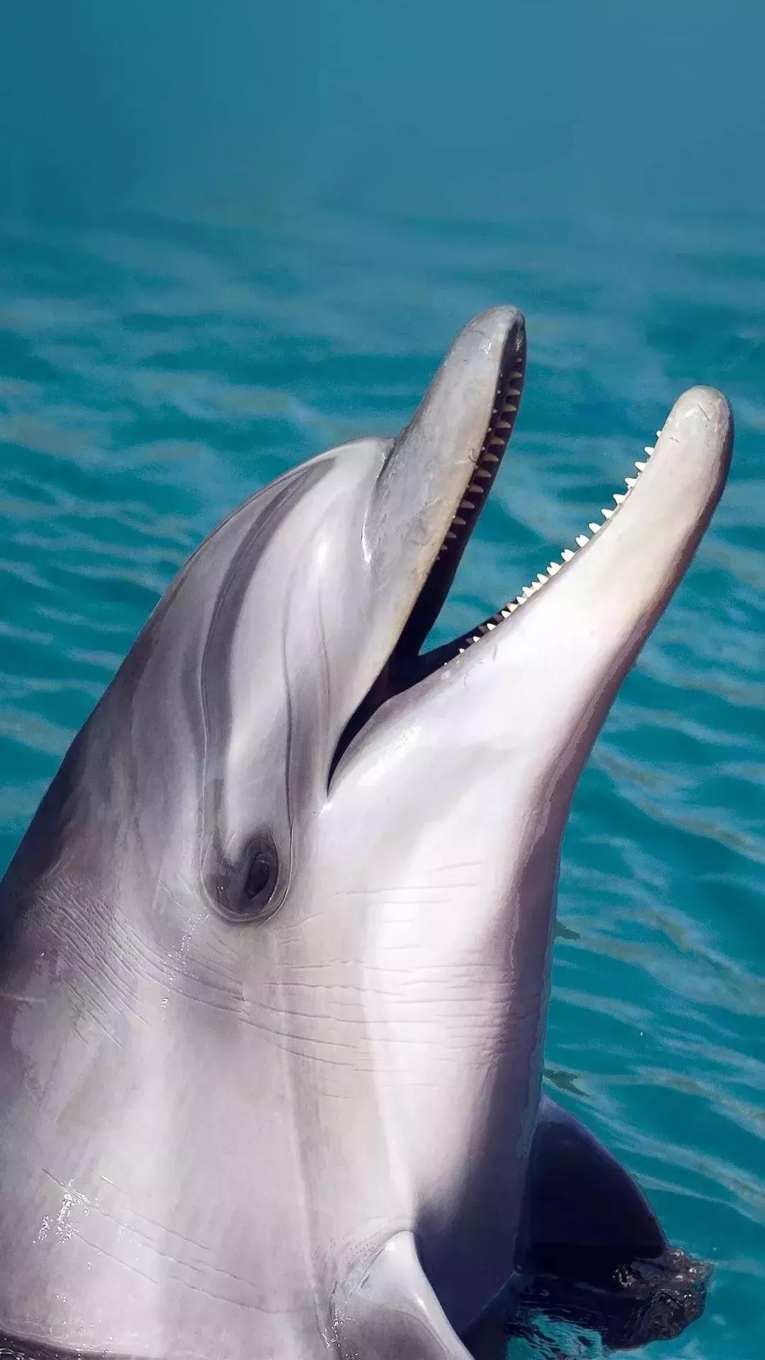 iphone壁纸高清可爱锁屏图文,超好看的iphone壁纸动漫