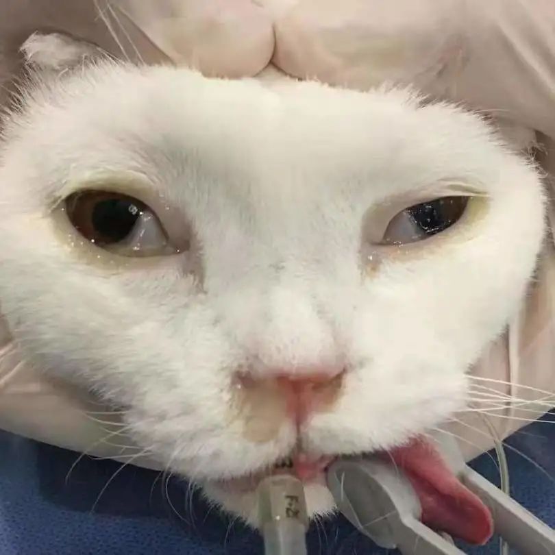 猫咪额头鼓起来软软的怎么回事,猫咪额头红怎么回事