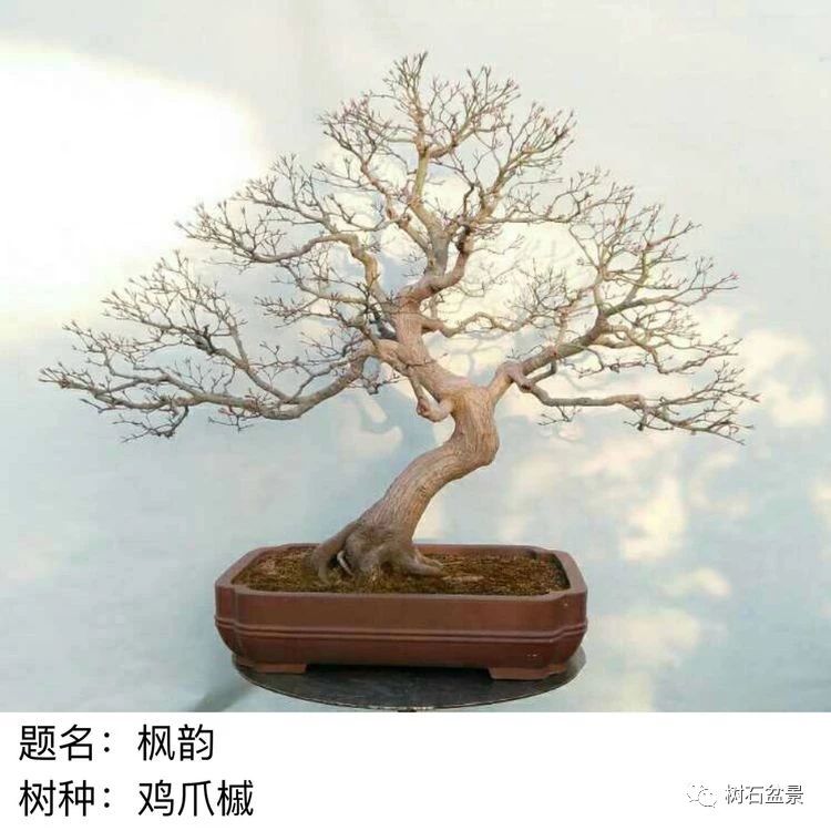 金艳盆景精品欣赏,幸得一知己