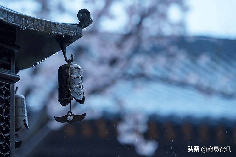 为什么白公鸡那么凶,白公鸡有这么神奇吗