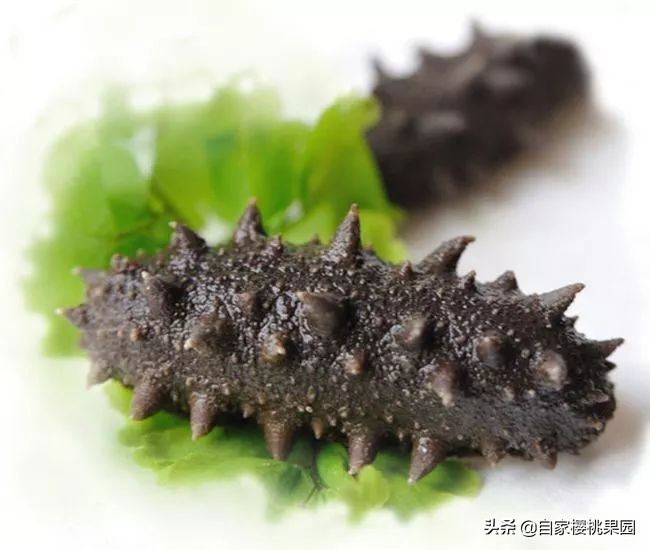 辽参科普,真正的辽参