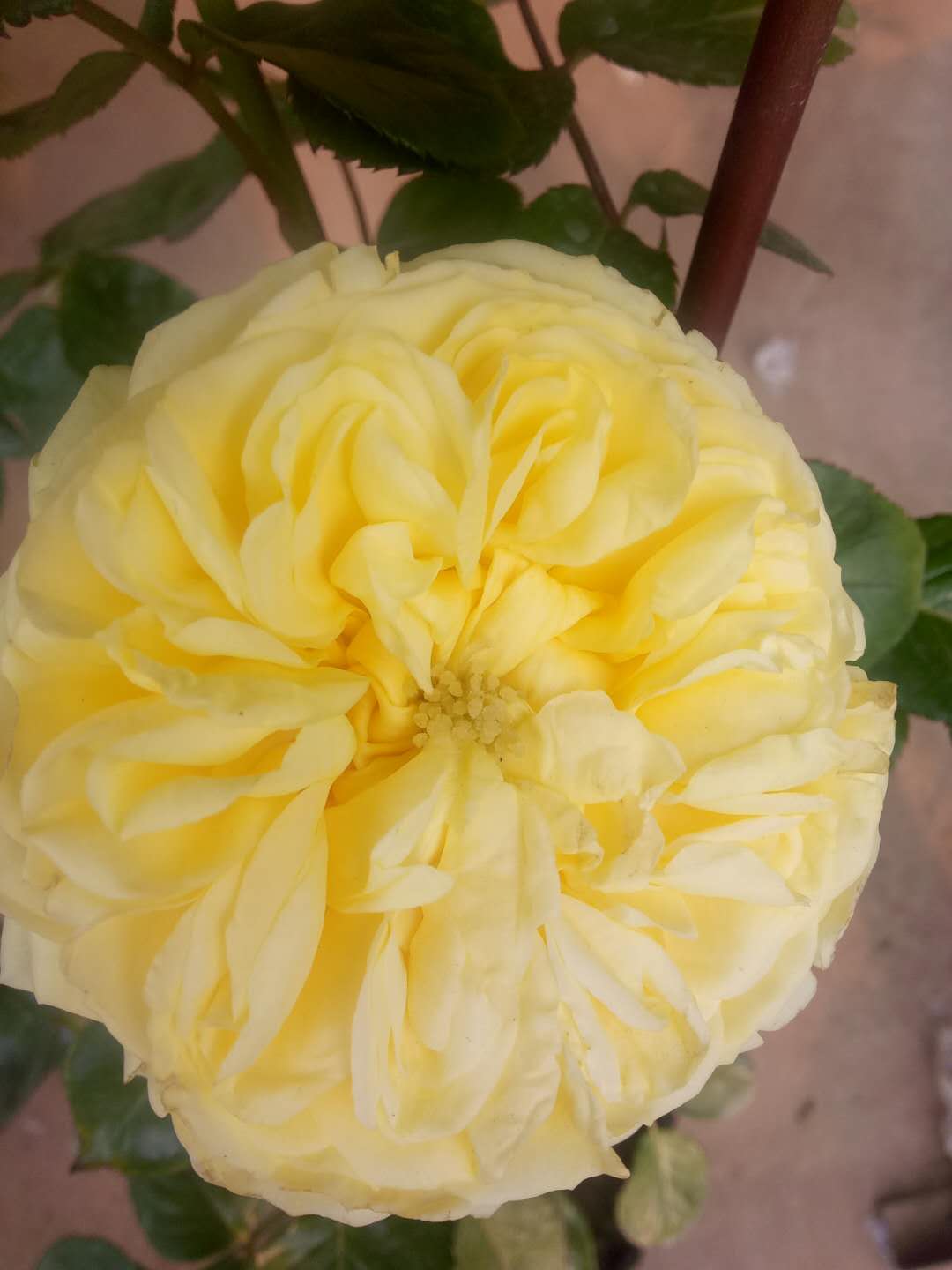 国月和欧月,国月欧月