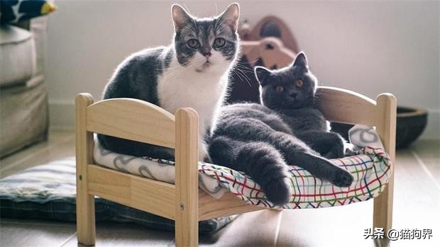 猫咪到家三天开始瞎跑,猫咪老是晚上不睡觉一直往床上跑