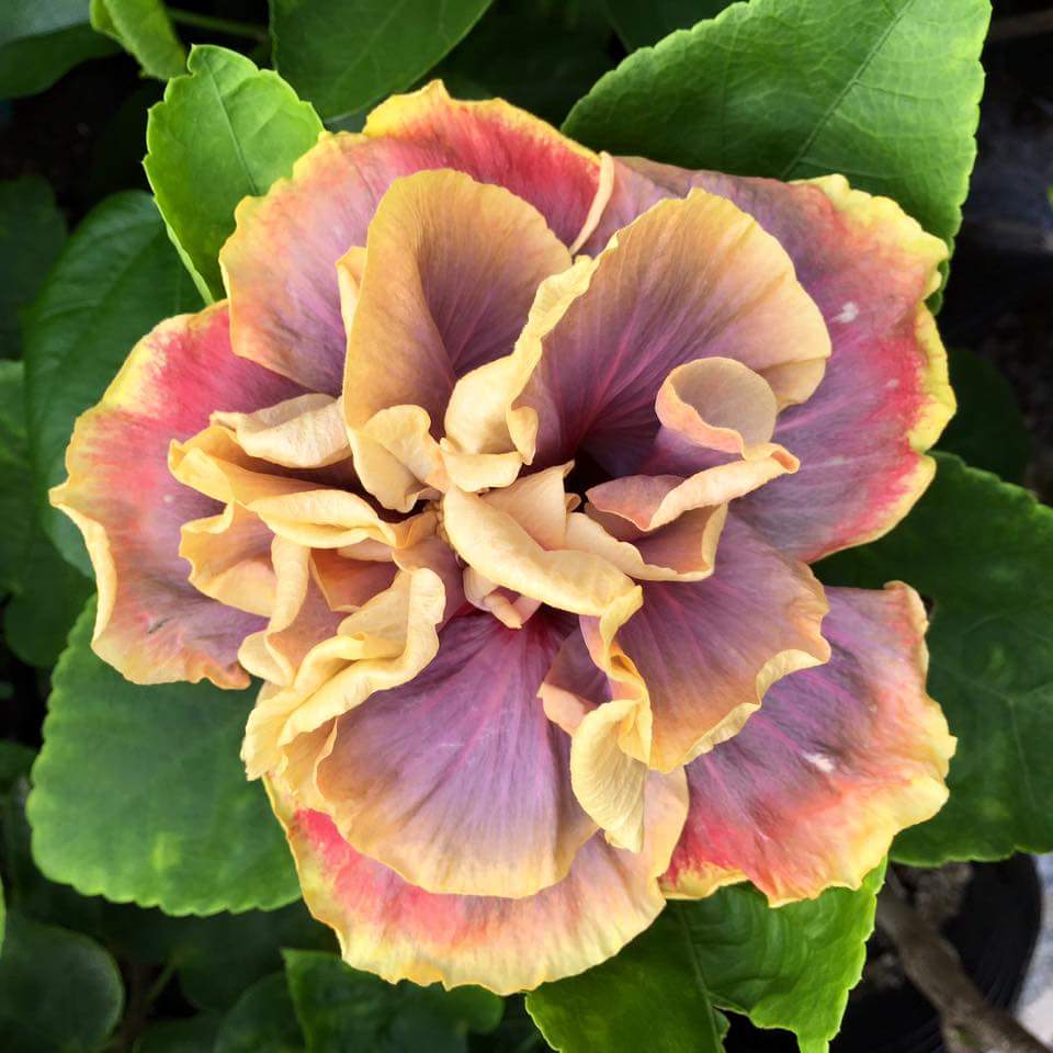 扶桑花叶黄花苞脱落怎么回事,刚买一个星期的花叶子全掉了