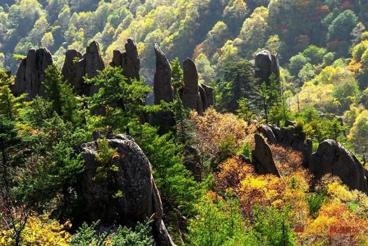 2021秦岭鸡窝子分水岭红叶,秦岭红叶最佳自驾线