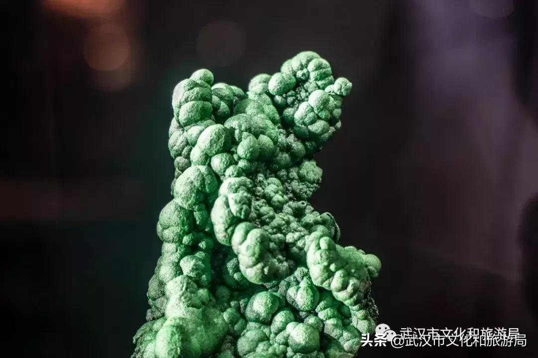 武汉奇特博物馆,武汉奇妙博物馆