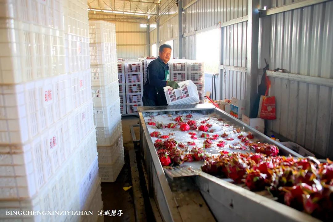 附近的火龙果采摘园海南,海南火龙果采摘