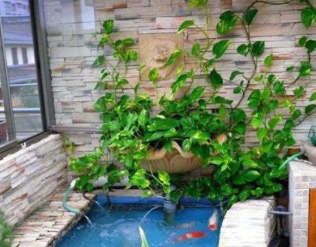 浴缸里种了一颗绿萝水质变好了,鱼缸上面养殖绿萝风水