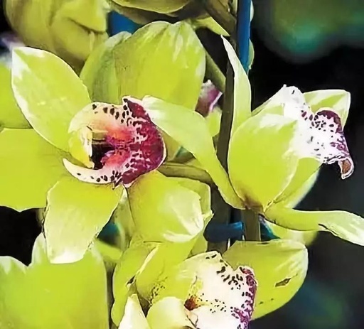 世界十大花卉排行榜名单,世界十大名贵花草