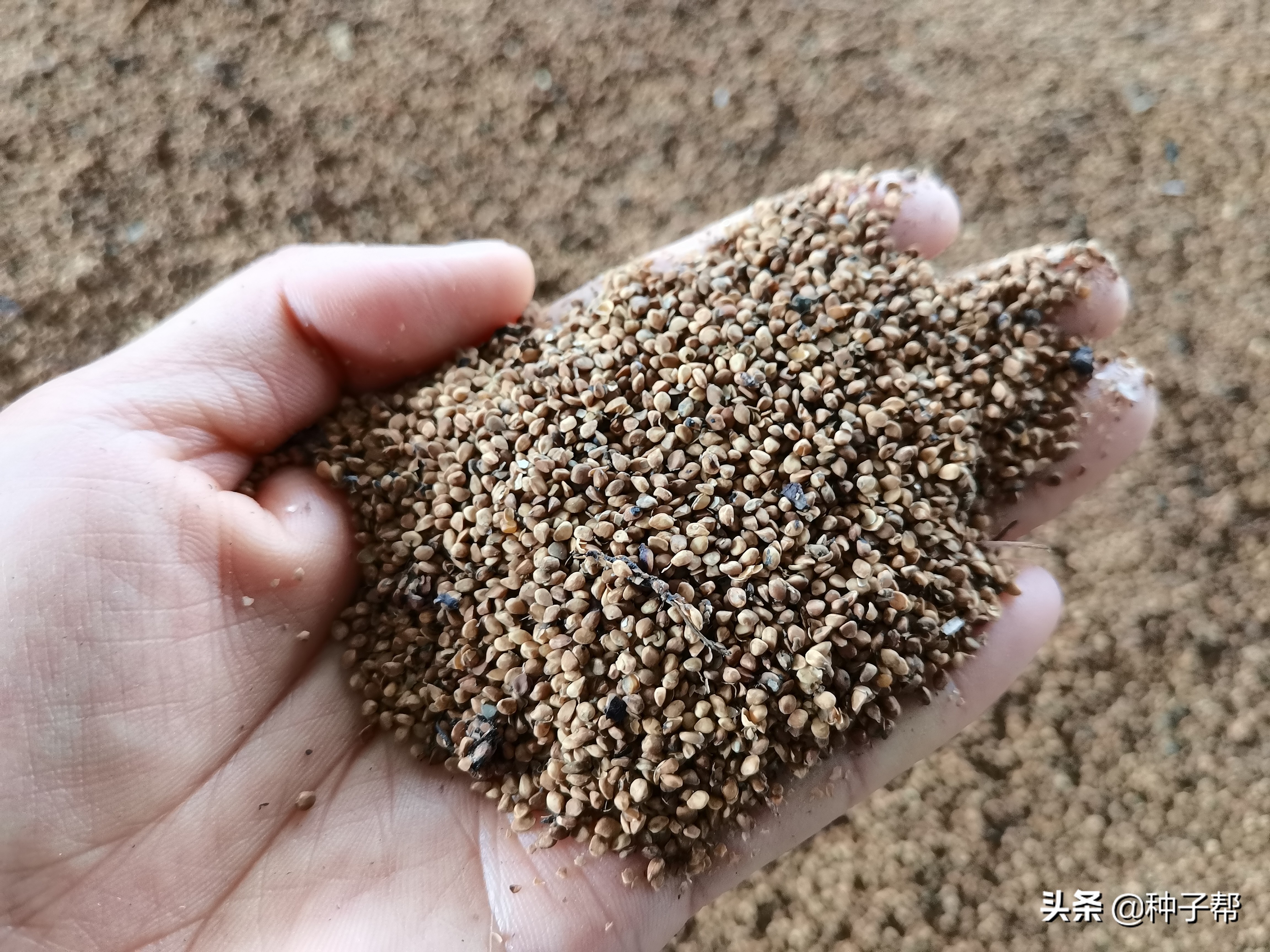 饲料桑品种,饲料桑品种介绍