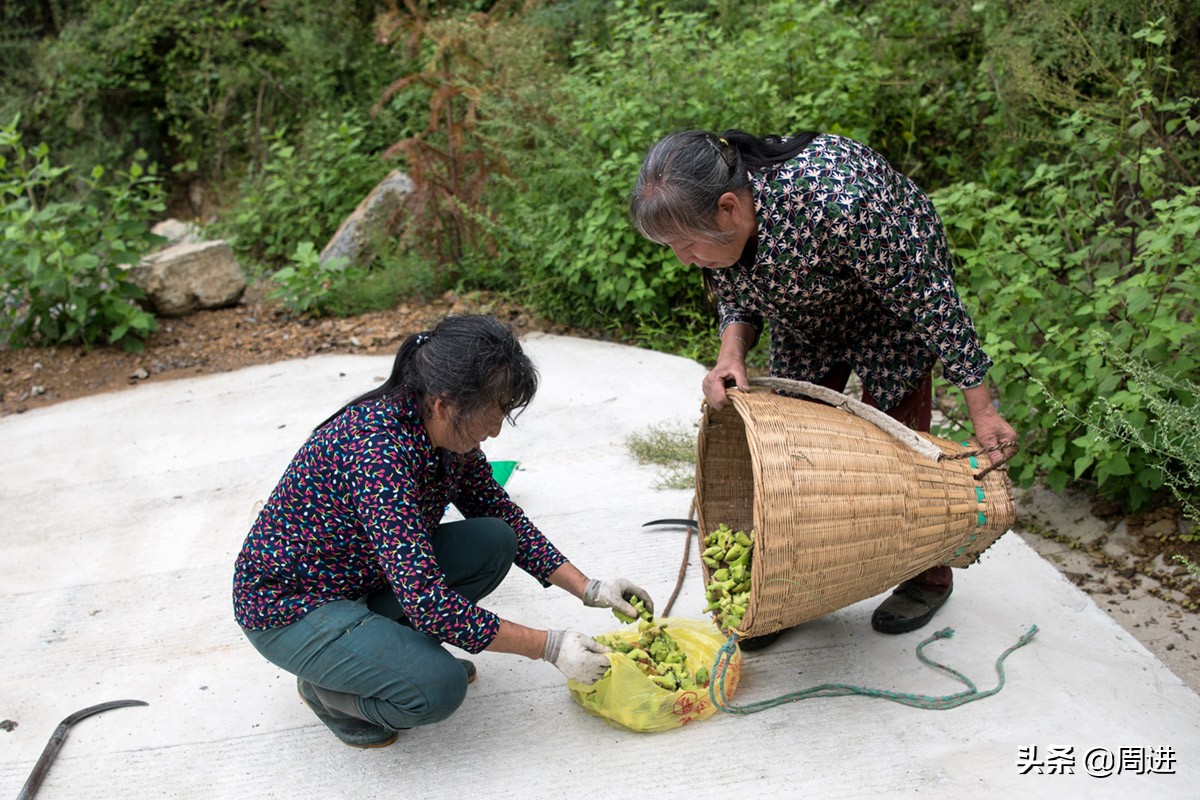 这种果子的果肉酷似一条虫子,野外发现一种奇怪的野果