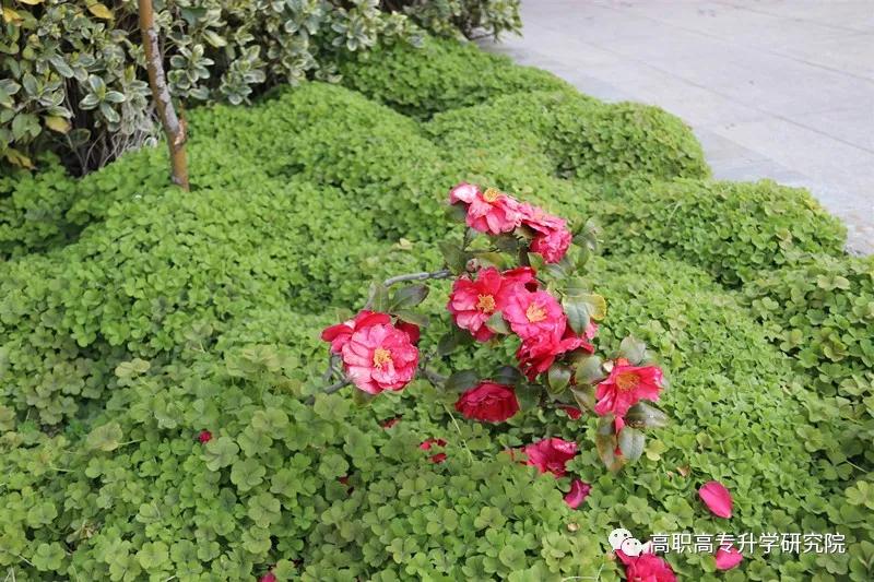 永城职业学院单招真题,永城职业学院五年一贯制录取