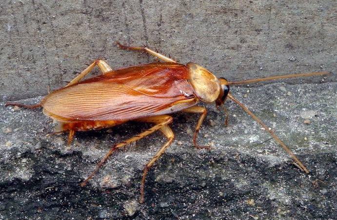 家里有蟑螂怎么才能迅速的消灭掉,家里有蟑螂怎样能彻底消灭掉