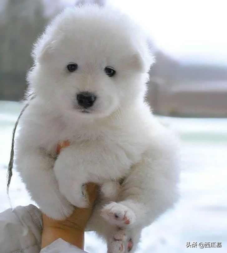 十种最像熊的狗,耳朵像熊的宠物狗