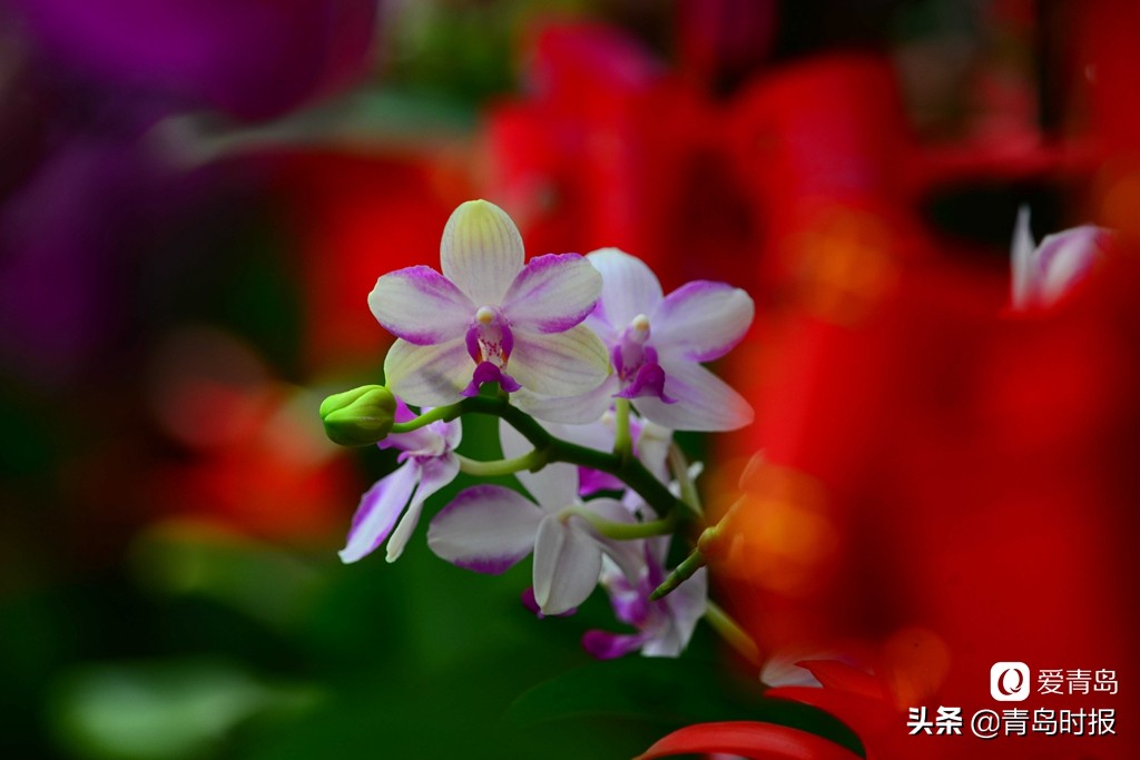 青岛人每年过年必逛！枯桃花卉市场多彩蝴蝶兰贺新春