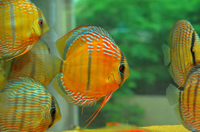 七彩神仙爱好者,野生七彩神仙开口