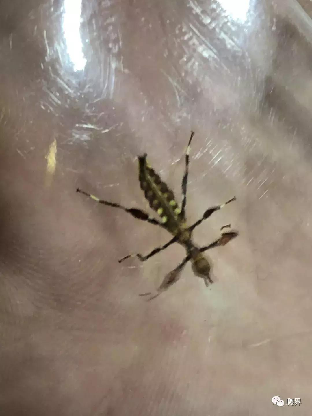 湛江爬宠店,深圳爬宠店在哪里