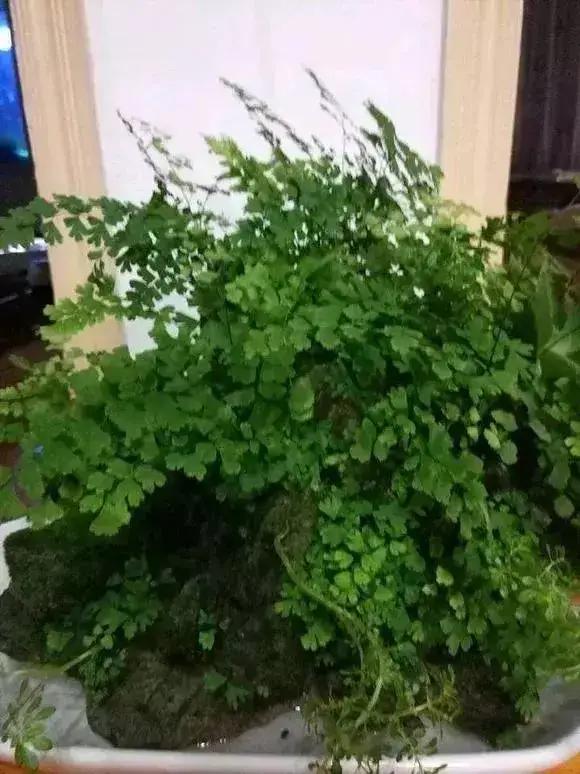 净化空气吸甲醛最好的花排名,什么花净化甲醛效果好