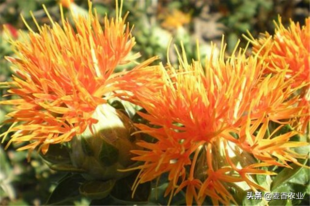 红花种植技术技巧,红花的种植方法和注意事项