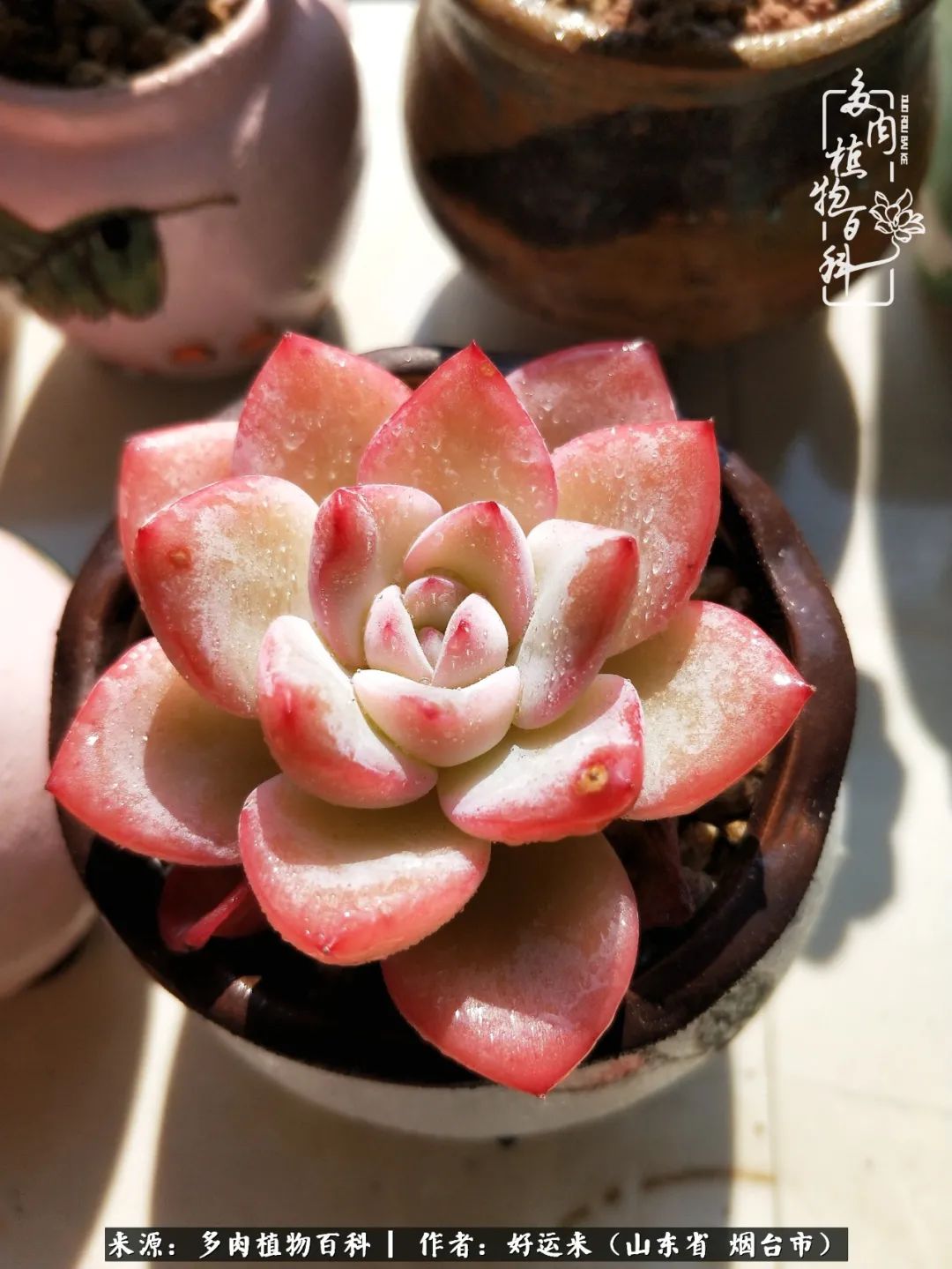 这世上怎么会有那么可爱的小可爱,这世上怎么有这么可爱的小生物