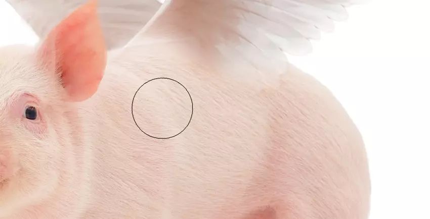 ps小猪怎么做,ps怎么合成驴子