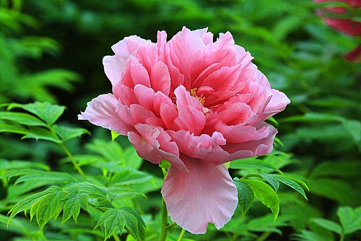 语文仿句专题练习,语文仿句练习高中