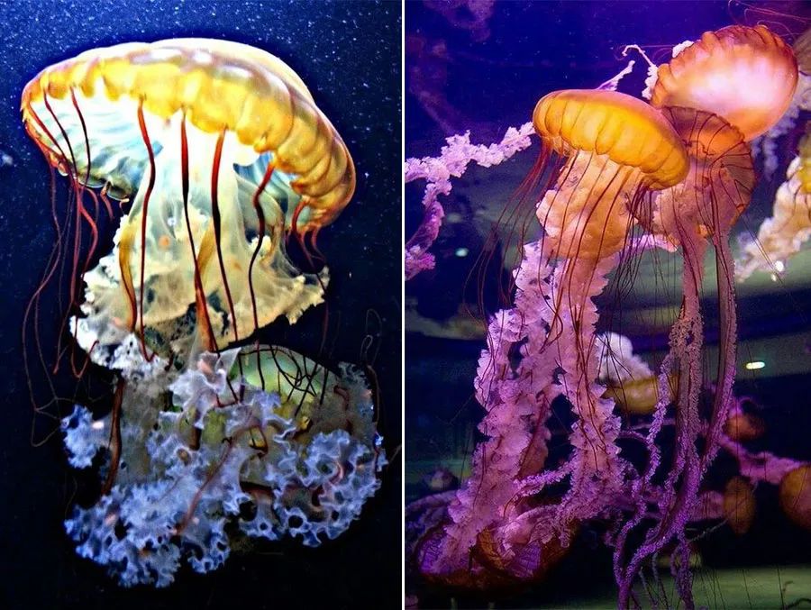 儿童画五彩水母,小红书画梦幻的水母