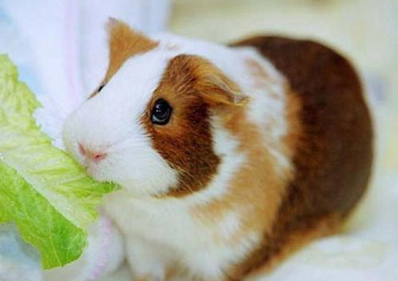 养100只荷兰猪能赚钱吗,养荷兰猪需要准备什么东西