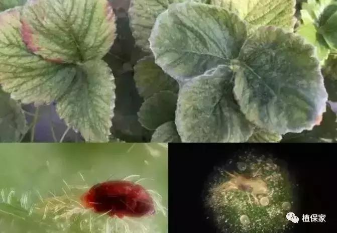 大棚草莓常见病虫害防治方法,南京地区草莓病虫害防治的现状