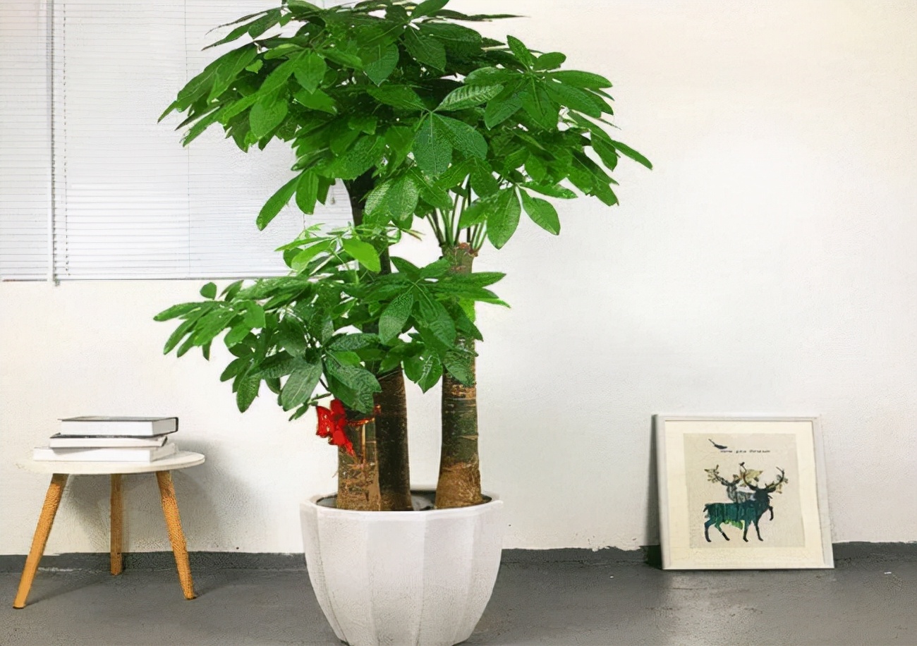 十大好养的懒人花好看,家中常种的十种吉祥花