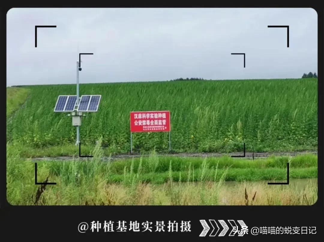 薇娅推荐+欧美国家断货，*麻大**CBD凭什么成为护肤网红成分扛把子？