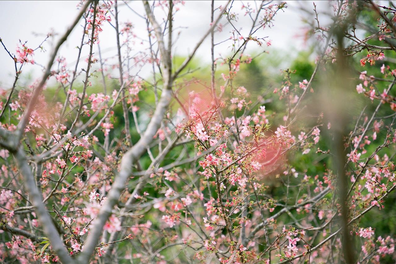 2021深圳免费适合遛娃玩地方排名,深圳免费游玩景点推荐