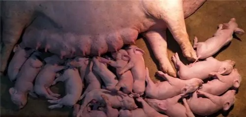 母以子贵怎么回事,母以子贵的后果