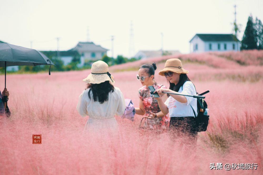 常熟粉黛花海景点,常熟市油菜花田