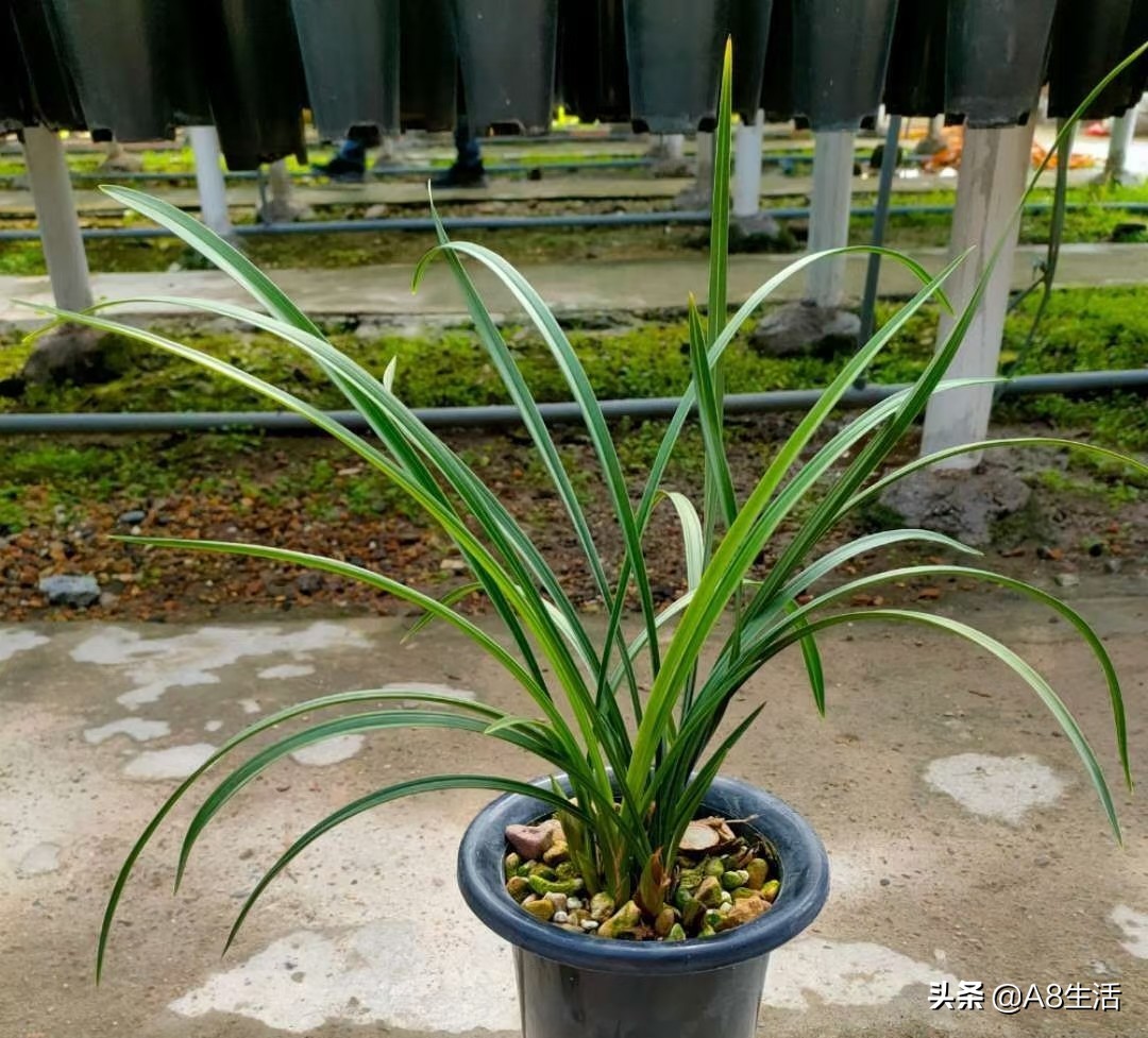 春兰张荷素兰花介绍,每日一品中国兰花春兰