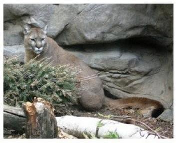 物种灭绝历史,物种灭绝事例