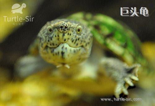 如何养出高品质巨头蛋龟,蛋龟之王窄桥蛋龟怎么养殖