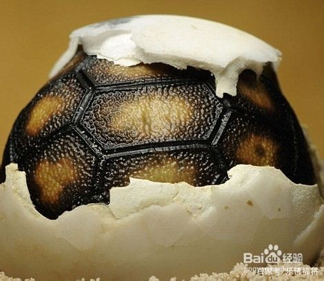 小乌龟的成长记,小乌龟的饲养日记