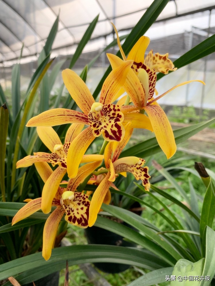 最好听的花的名字,100个好听的花名字