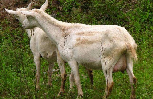 羊产羔后无奶怎么办,羊产羔二十天奶少