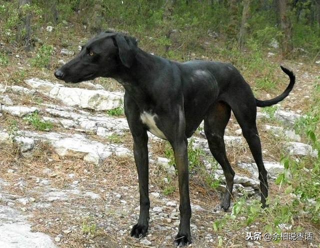 这才是真正的中华田园大黄犬,真正的中华田园犬是大黄狗吗