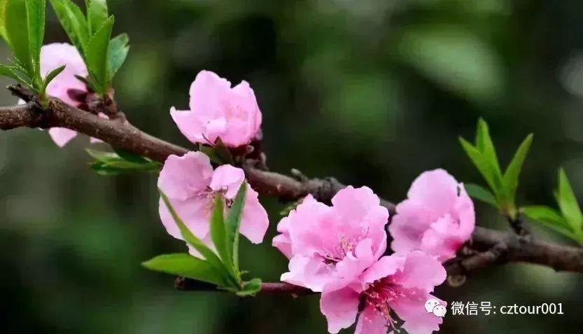 常州周末适合去哪里踏青,清明农庄亲子游攻略