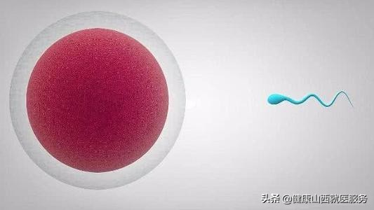 5颗卵泡只成功取了一个卵子,每次只排一个卵剩下的卵去哪了