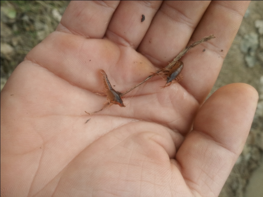 怎么消灭青苔且保障水质量,去除水中青苔的方法是什么