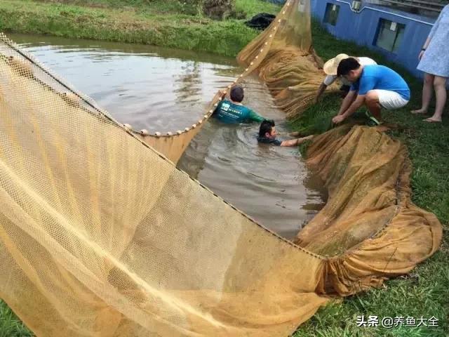 马来西亚养殖金龙鱼,养金龙鱼马来西亚